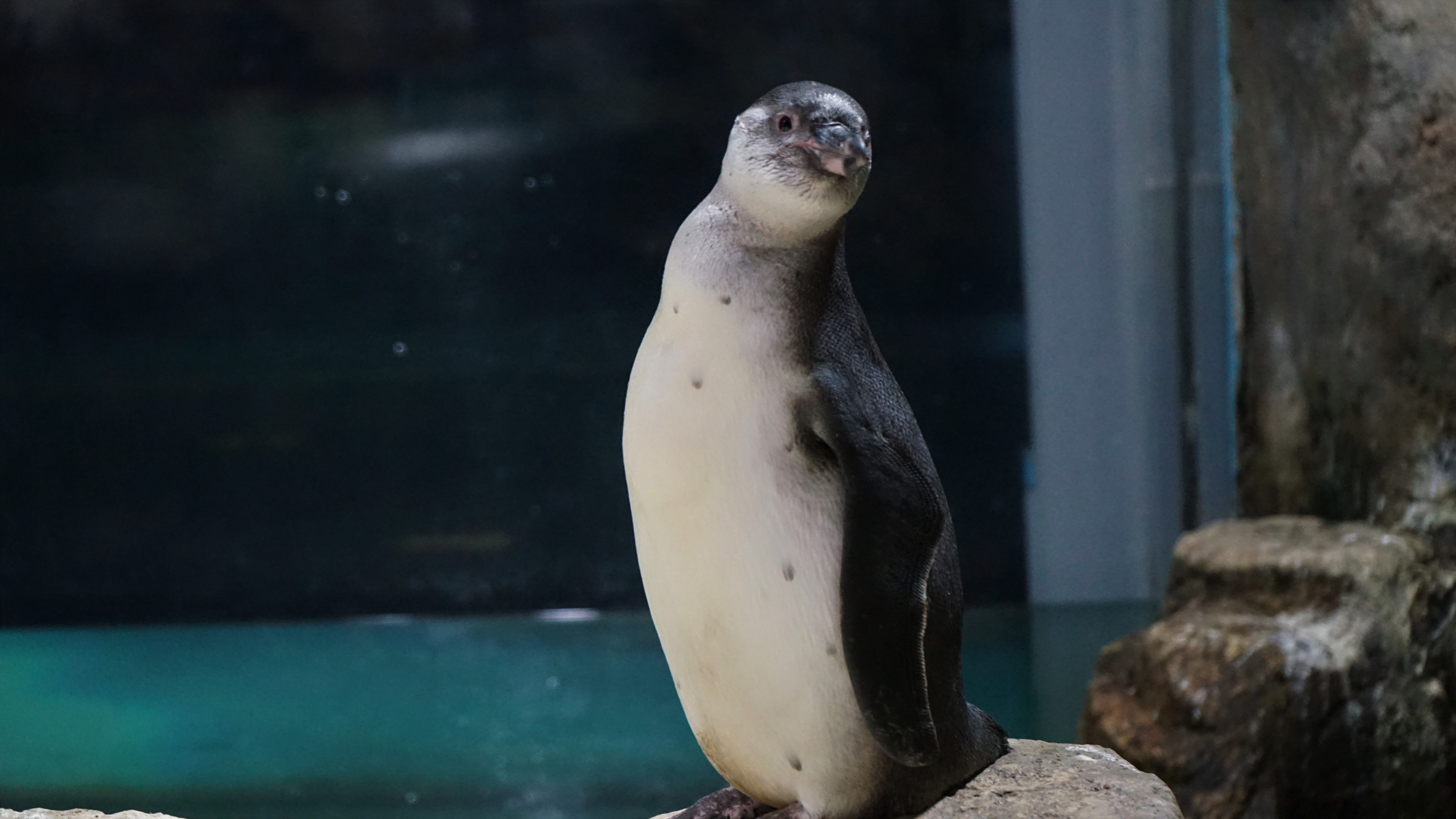 Hore! 5 Bayi Penguin Menetas di Ocean Dream Samudra